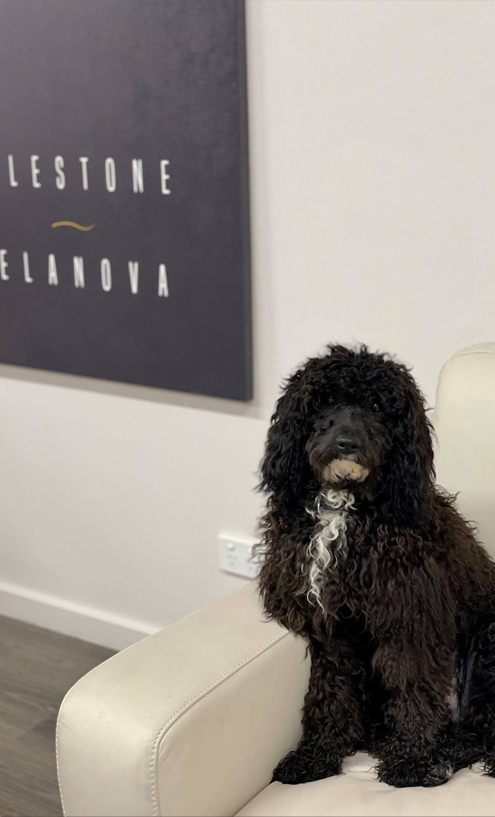 Milestone-Belanova Central Coast Marketing Agency